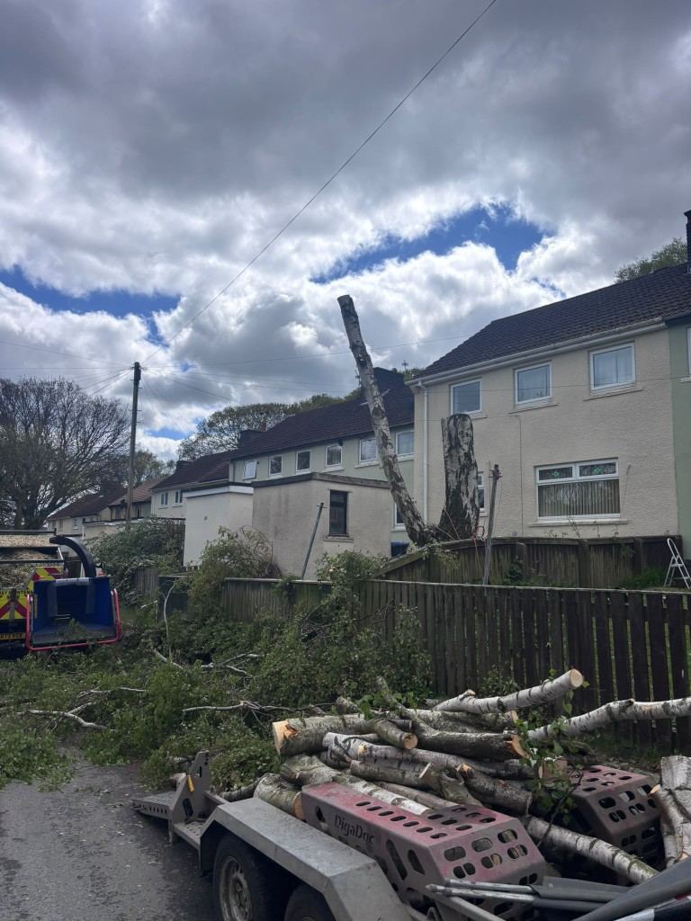 After: the birch taken down with the timber loaded on a trailer next to a chipper