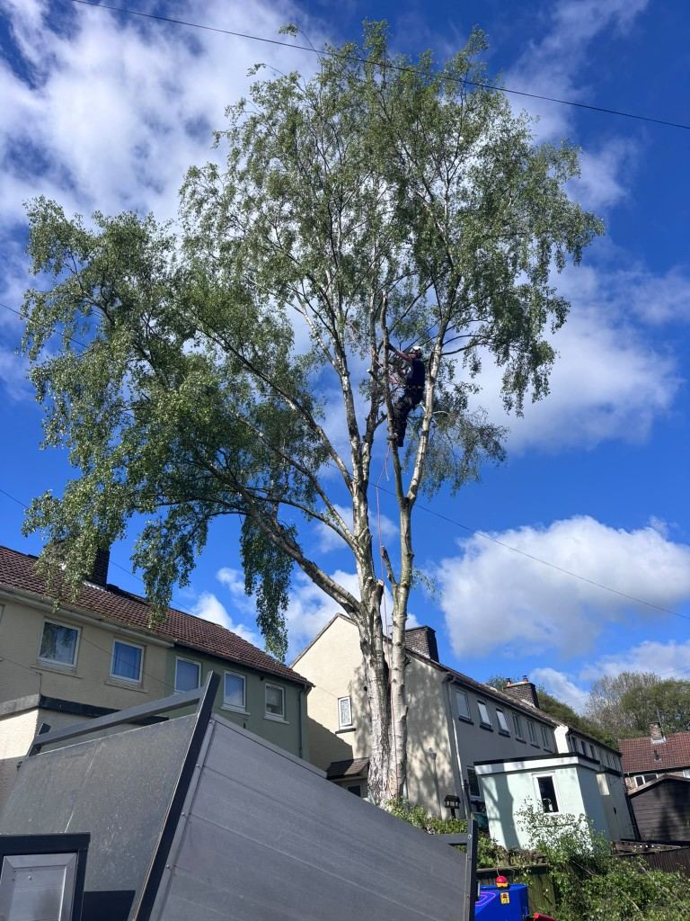Before: large birch tree beside houses with a climber in the crown