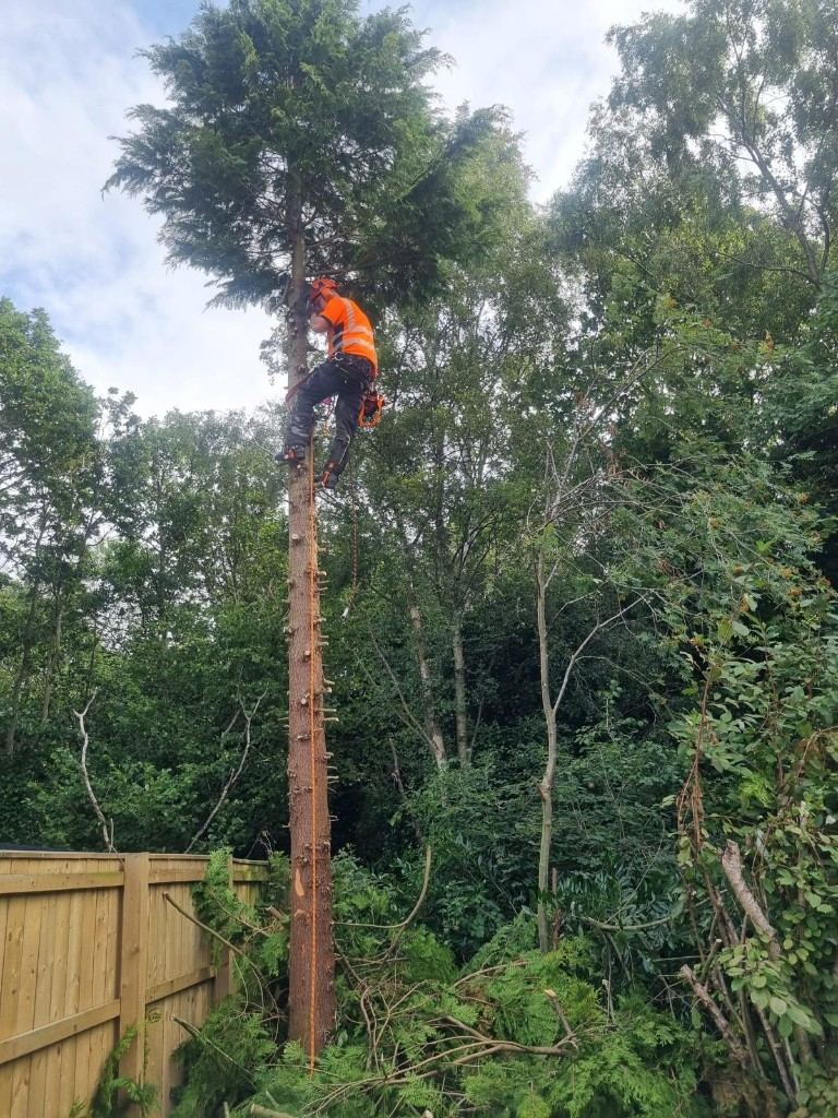Before: tree surgeon climbing a tall conifer to take it down