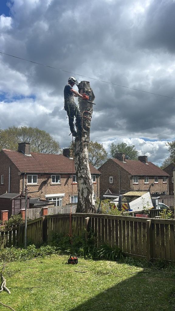 JL tree surgeon roped in at the top of a birch stem, cutting it down in sections
