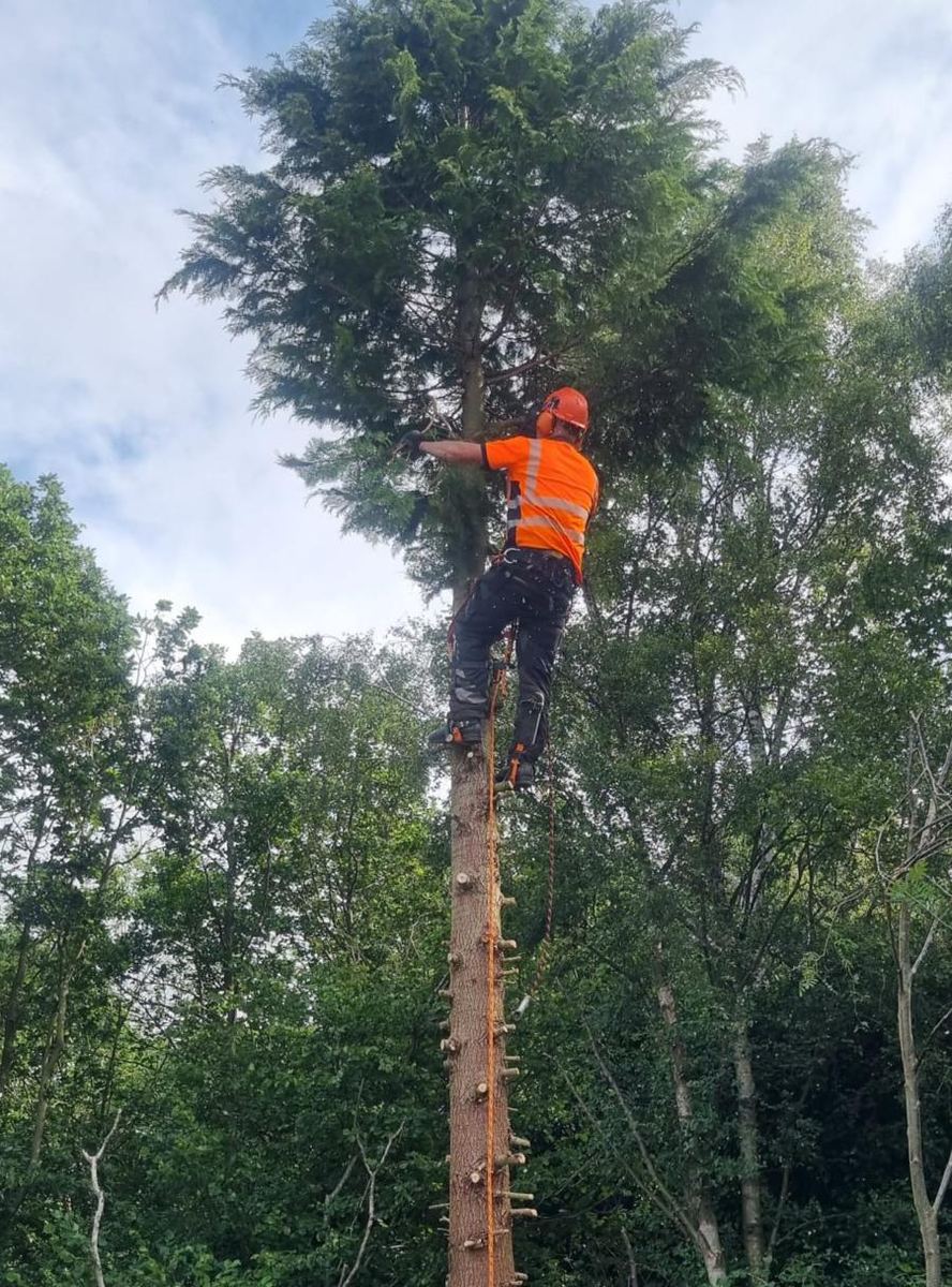 JL tree surgeon climbing a tall conifer in a harness and helmet