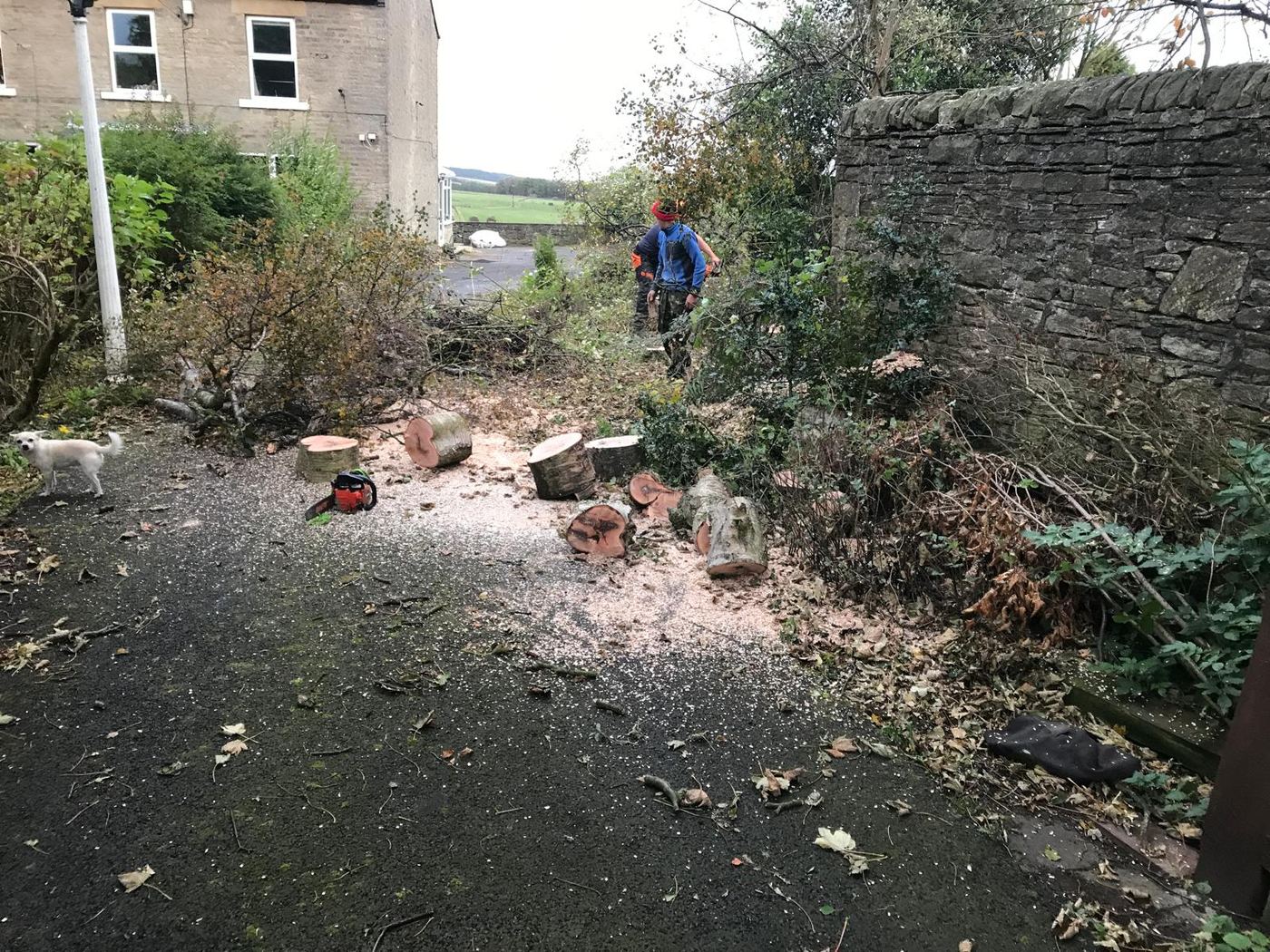 Freshly cut tree rounds on a driveway after a felling job