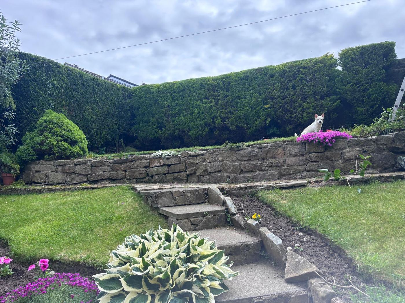 Tiered garden with neatly cut conifer hedges, stone wall and lawns