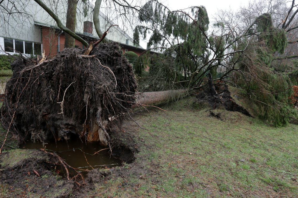 Large tree uprooted and fallen in a garden
