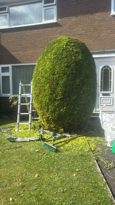 Conifer shaped into a neat oval in a front garden