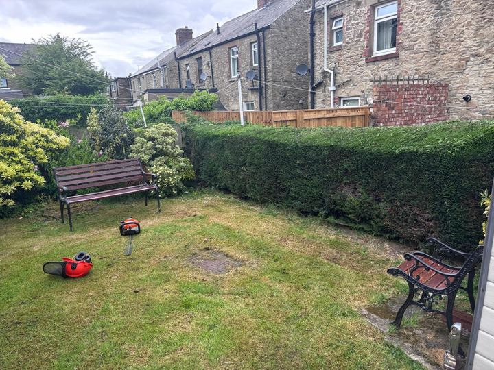 Hedge cut along a back garden with benches