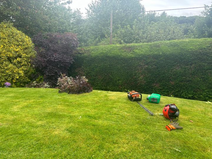 Long hedge trimmed with tools on the lawn