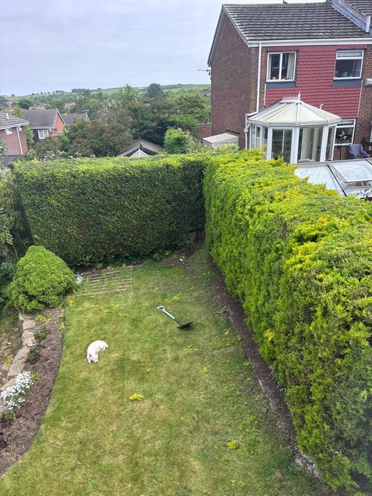 Conifer hedges cut back either side of a garden